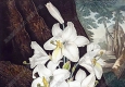 羅伯特桑頓_花之神殿_插畫34_高清大圖下載