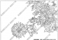 菊花白描線稿21高清圖片下載